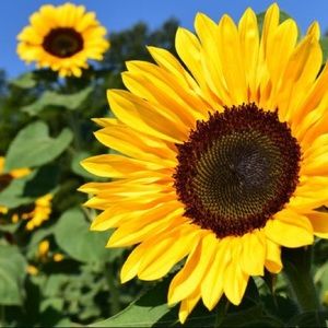 Meet your Posher, Karen